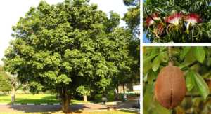 montagem de três fotos, uma com a árvore, outra com as flores e outra com o fruto da Munguba