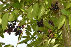 folhas e frutos do jamelão