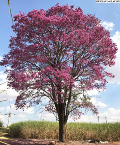 árvore ipê roxo