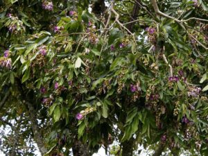 folhas e flores sombreiro