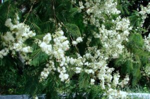 folhas e flores do angico