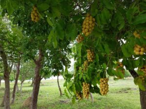 folhas e frutos pitomba