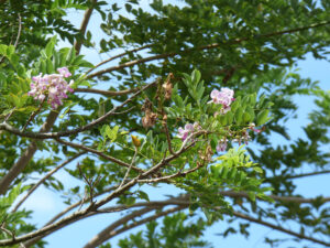 folhas e flores gliricidia