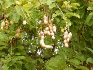 folhas e frutos tamarindo