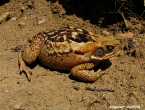 sapo da espécie Rhinella jimi