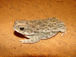 sapo da espécie Rhinella granulosa