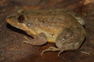 sapo da espécie Leptodactylus pustulatus