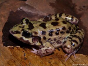 sapo da espécie Leptodactylus troglodytes